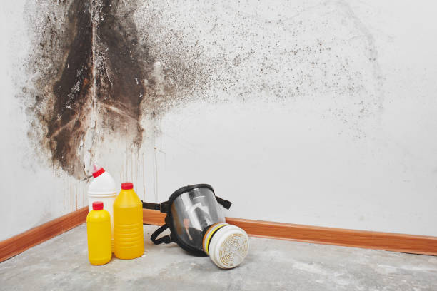 Best Office Mold Removal Services  in New Eagle, PA