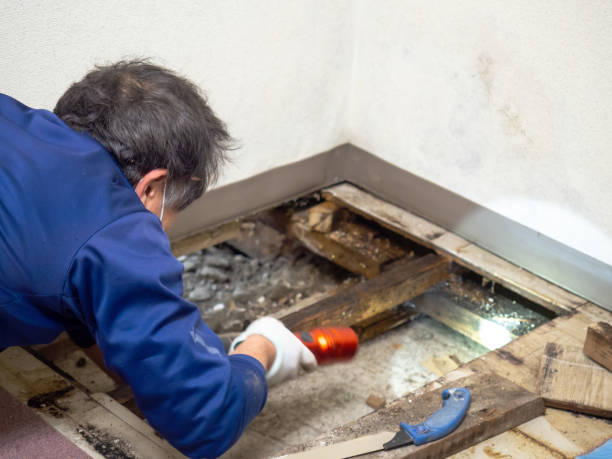 Trusted New Eagle, PA Mold Removal Experts