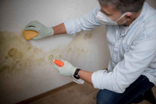 Best Mold Removal and Inspection  in New Eagle, PA