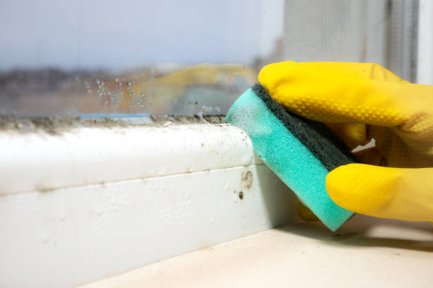 Attic Mold Removal in New Eagle, PA