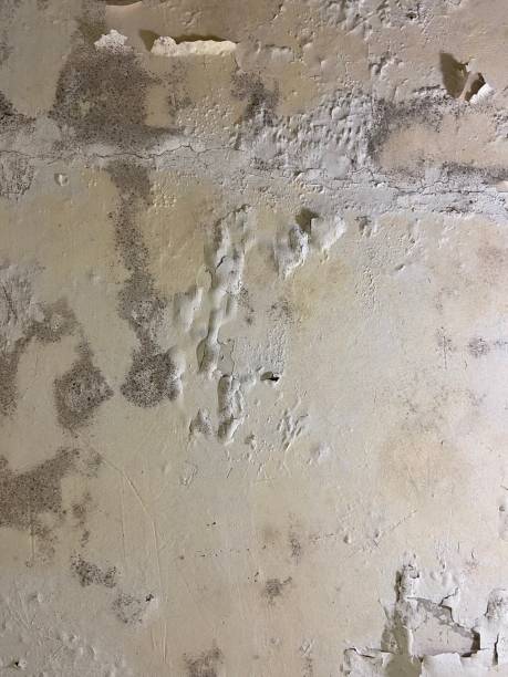 Best Local Mold Removal Service  in New Eagle, PA