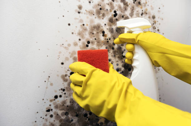 Office Mold Removal Services in New Eagle, PA