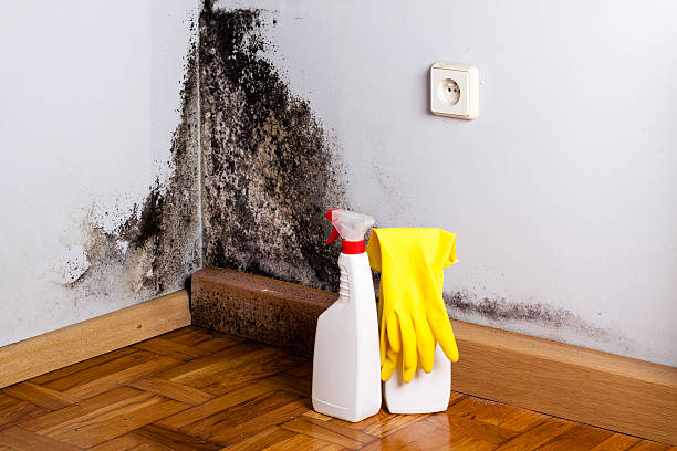 Mold Removal and Inspection in New Eagle, PA
