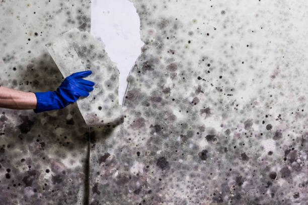 Best Toxic Mold Removal  in New Eagle, PA