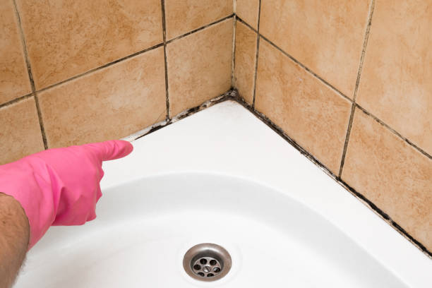 Best Best Mold Removal Companies  in New Eagle, PA